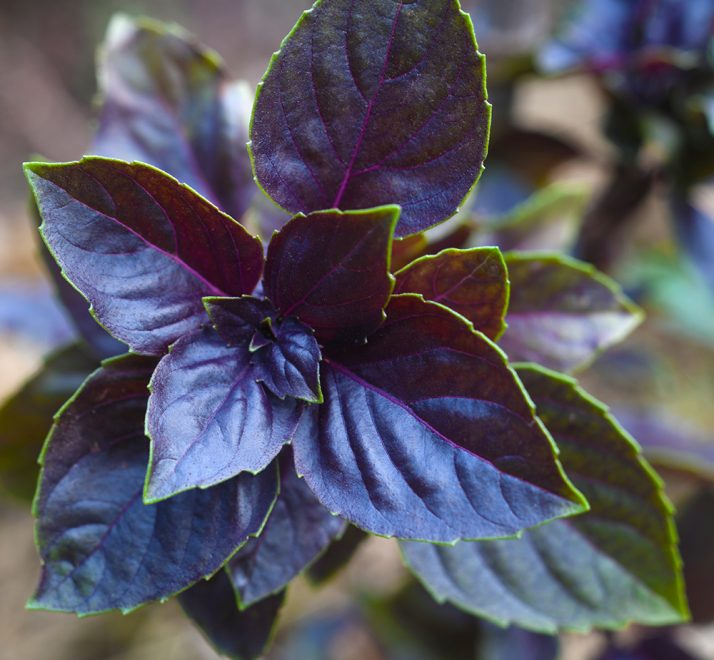 Basil, sweet Basil EdibleGardenGirl