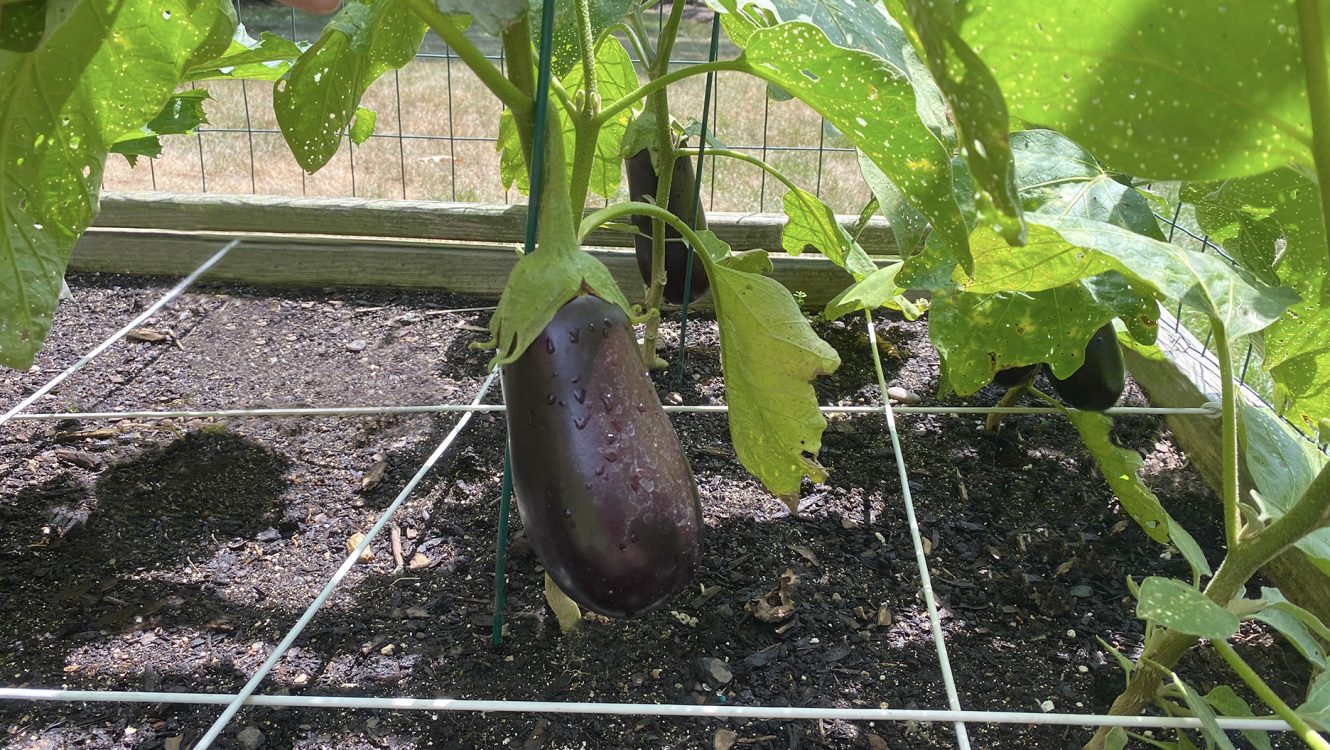 Square foot gardening