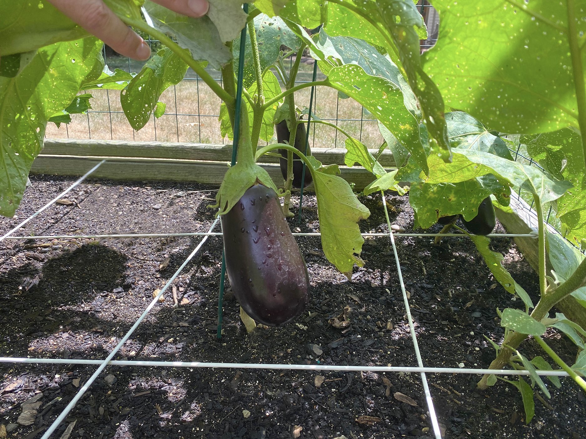 Square foot gardening