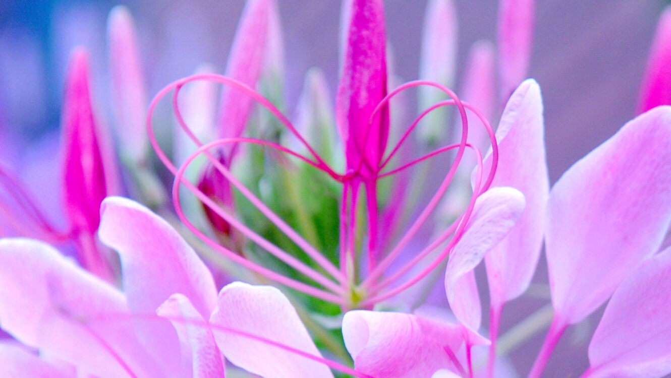 3 Great Places to Shop for Valentine Gifts