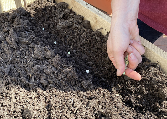 Plant the Peas!
