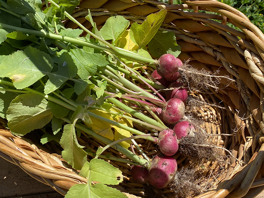 Growing Radishes