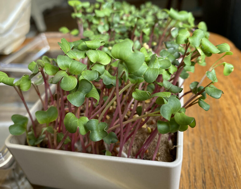 How To Use Microgreens In Food EdibleGardenGirl