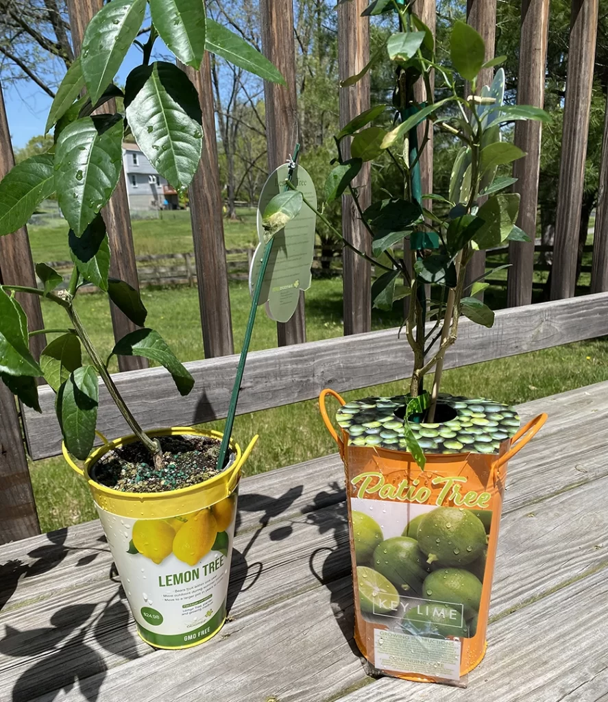 new Meyer lemon tree