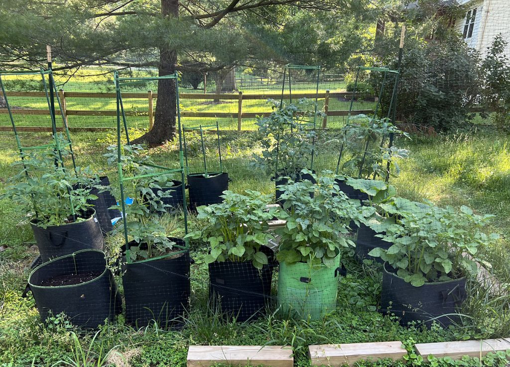 Grow bag vegetable garden