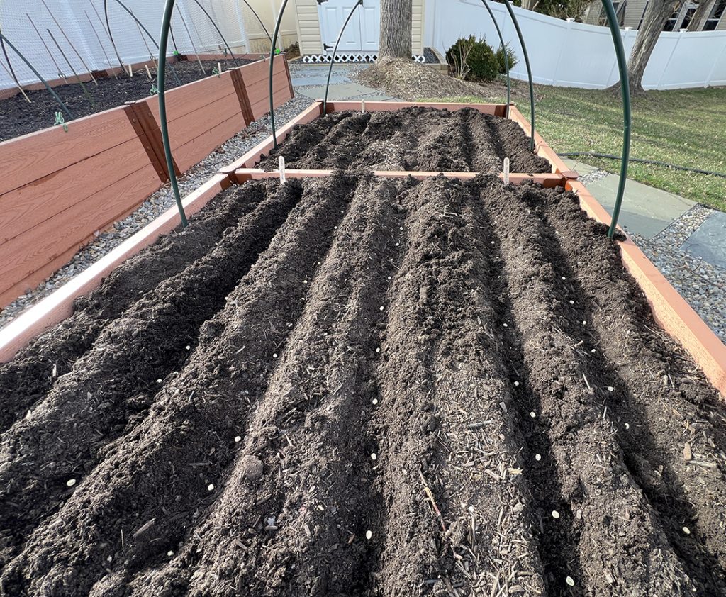 Planting Seeds in raised beds