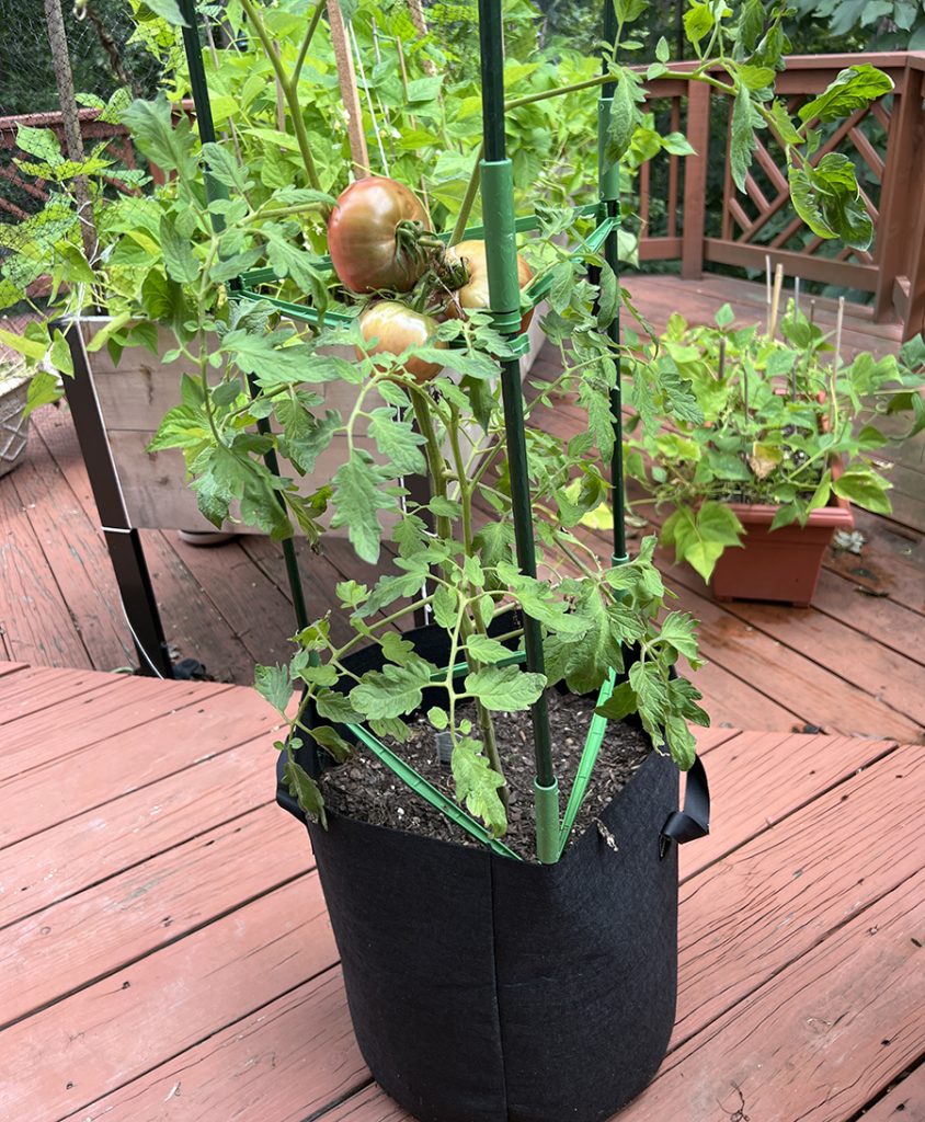 Tomato plants in grow bags