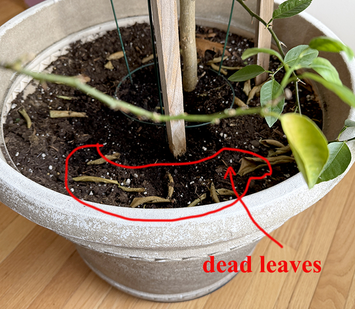 Citrus plant stressed