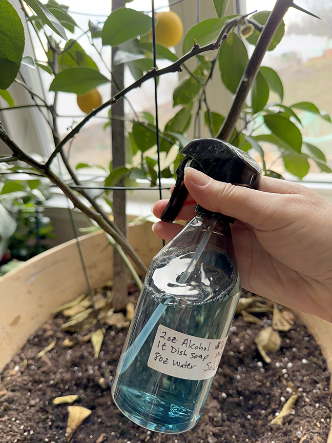 Spider mite spray solution