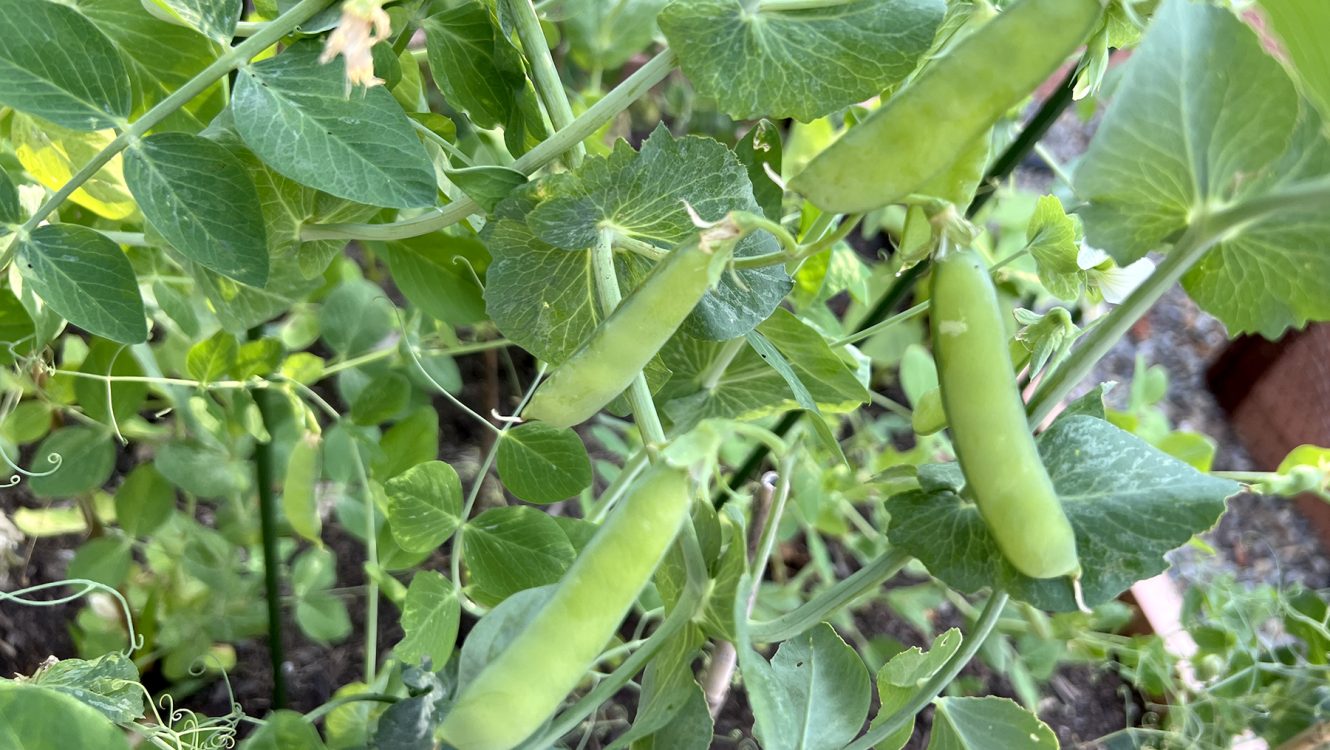 5 Vegetable Groups to Plant in Early Spring