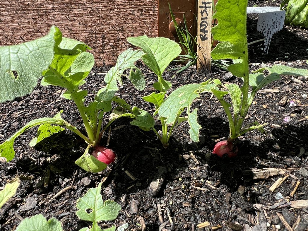 Radishes growing