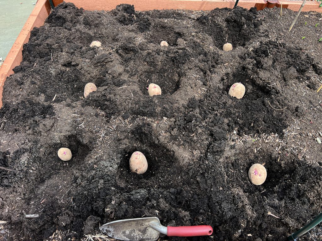 Potato planting
