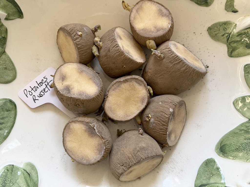 Potato starters curing