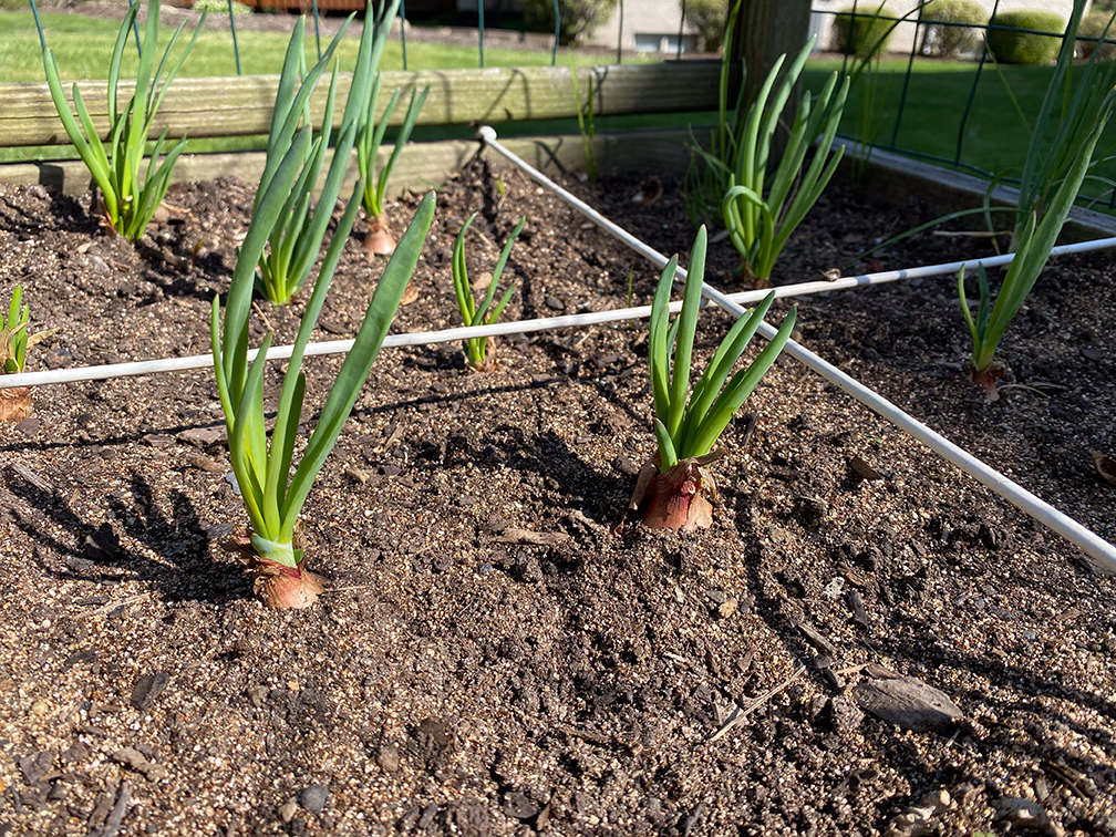 Onion bulbs growing