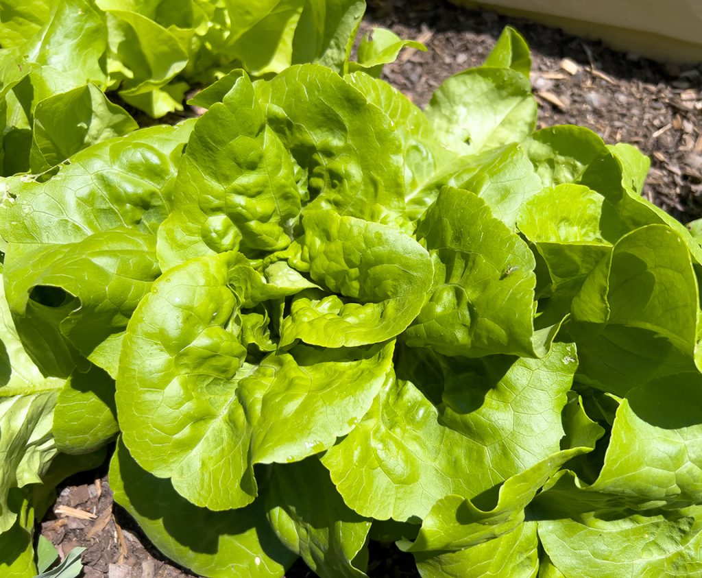 lettuce growing