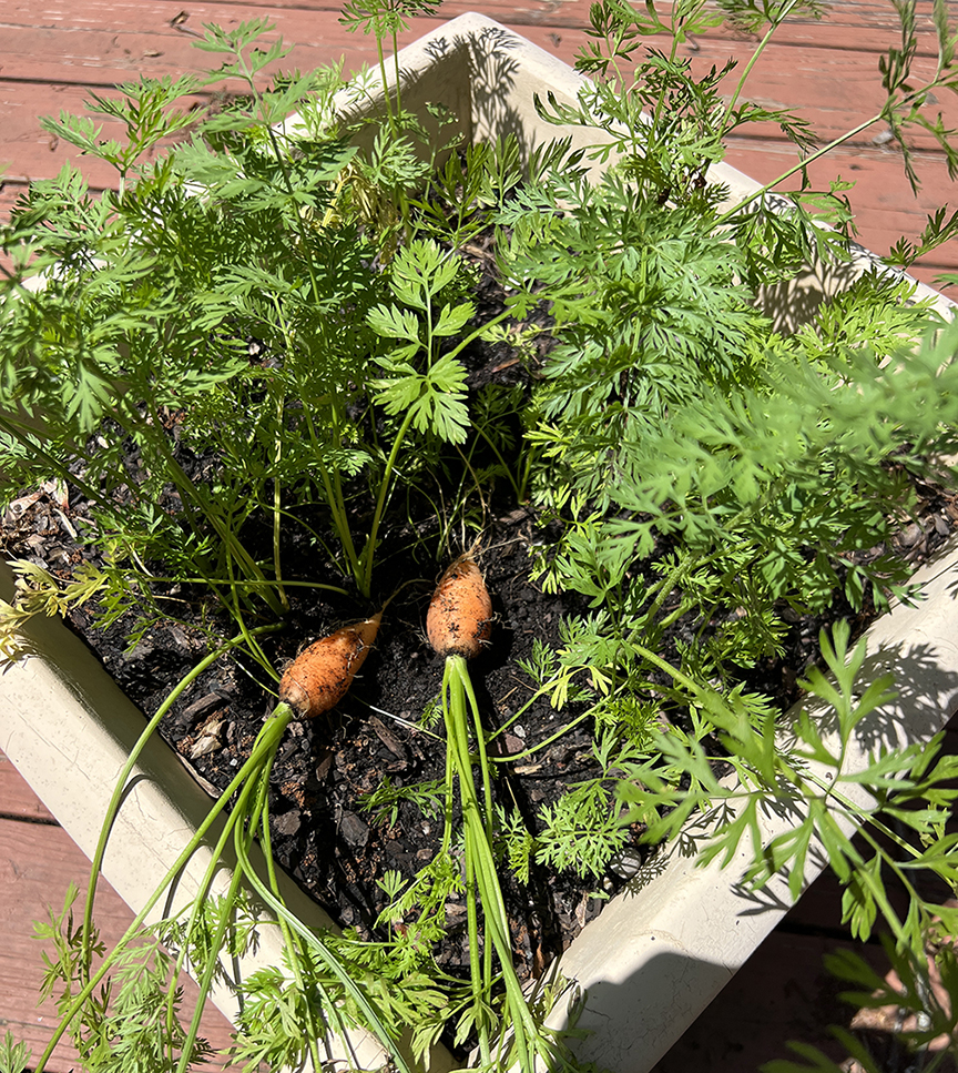 Carrots growing