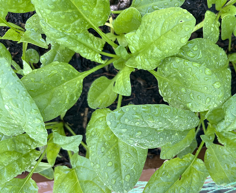 Spring baby spinach growing