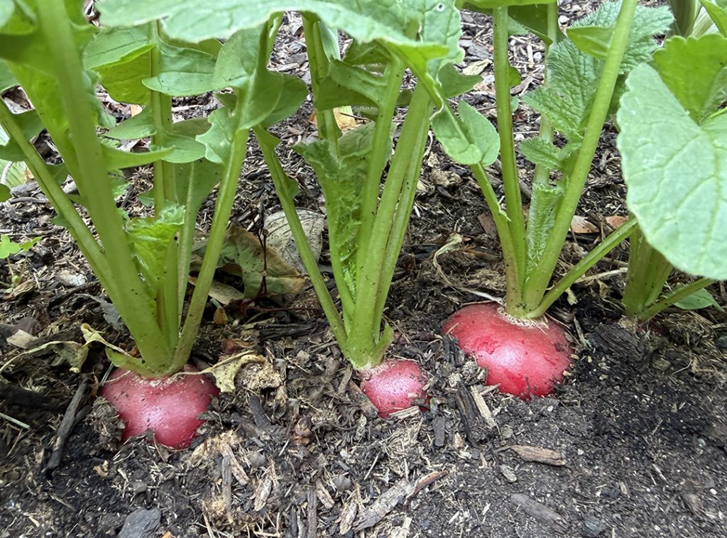 Radishes growing