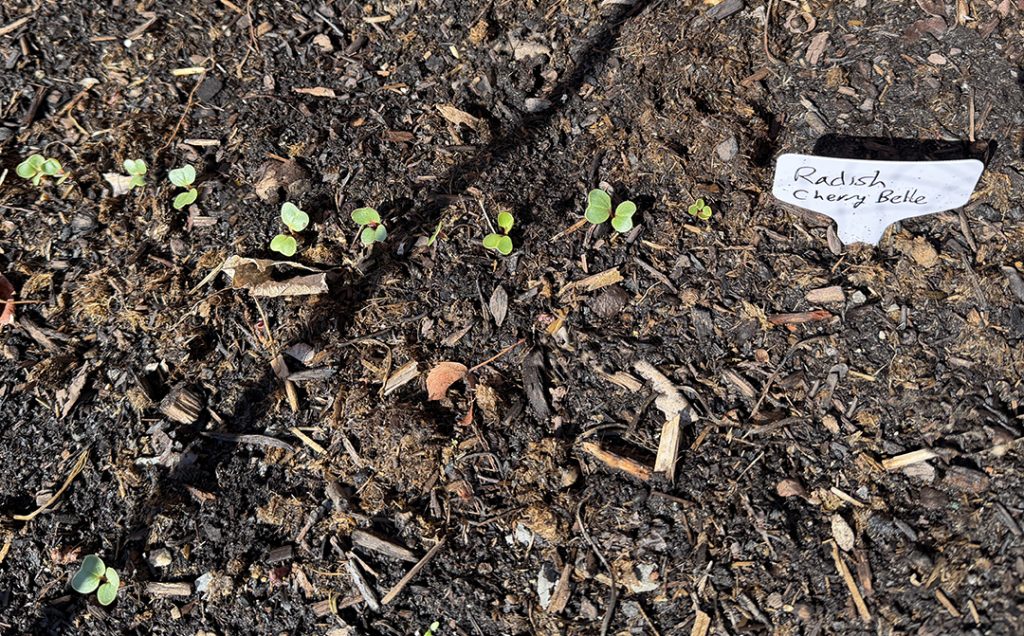 Radishes growing