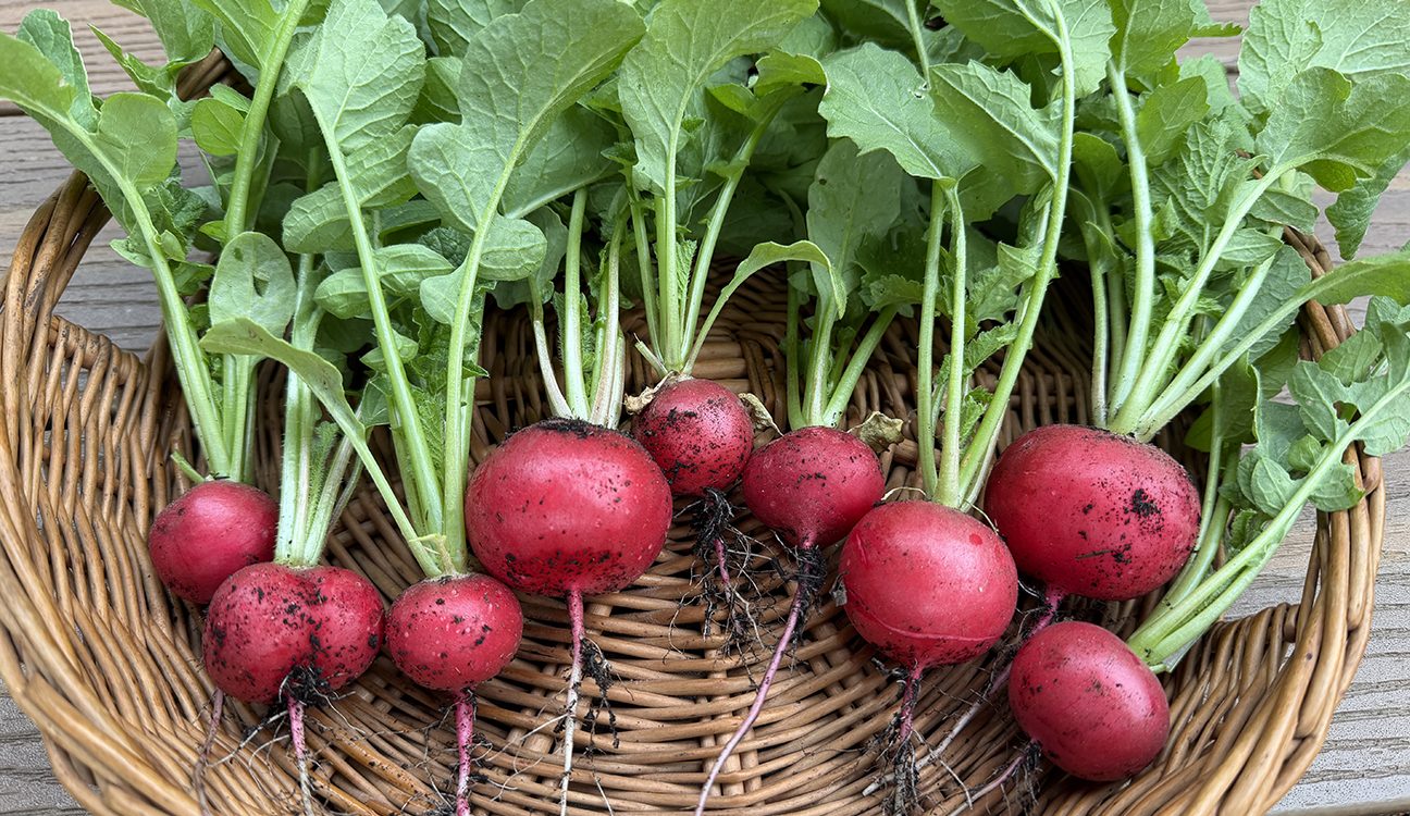 How to Grow Radishes: Spring’s Fastest Harvest