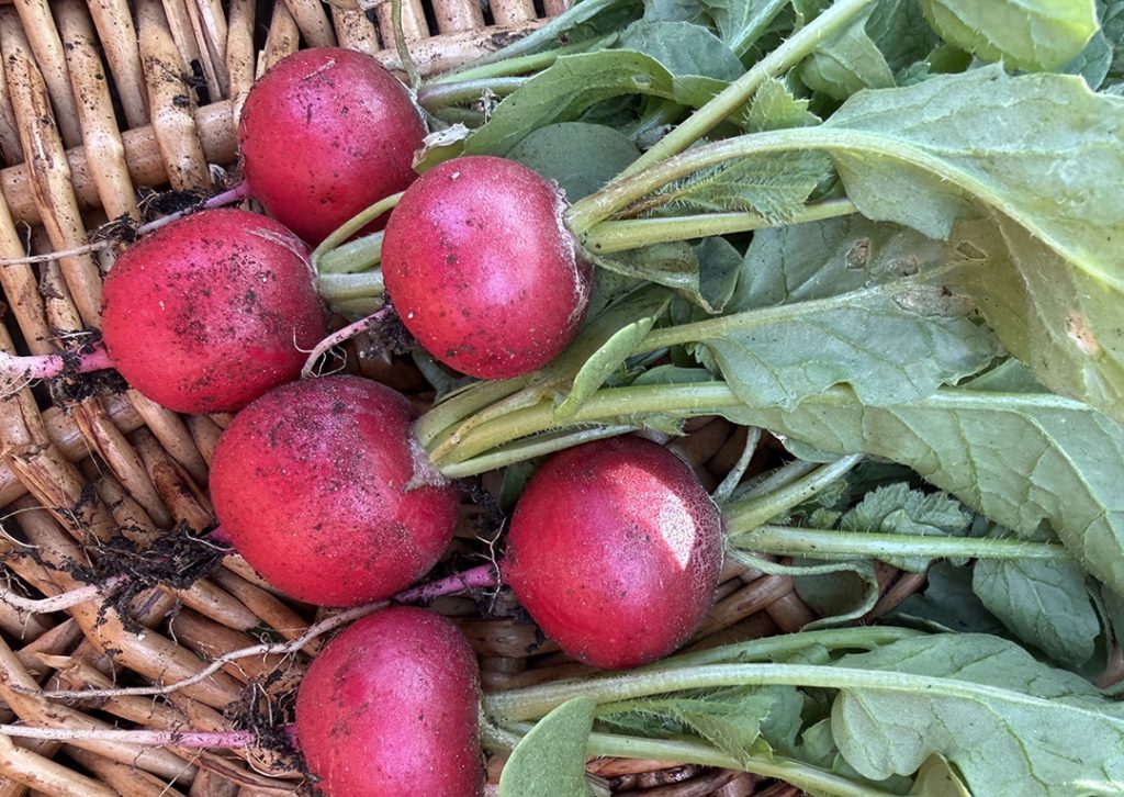 Radishes harvested