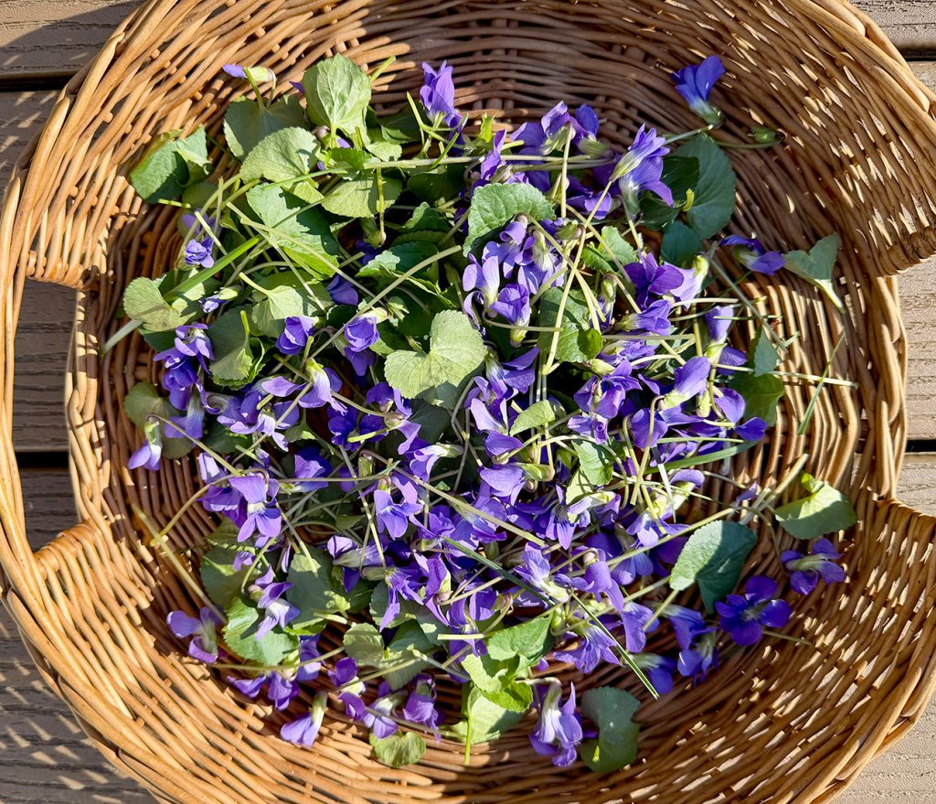 Wild violet harvest