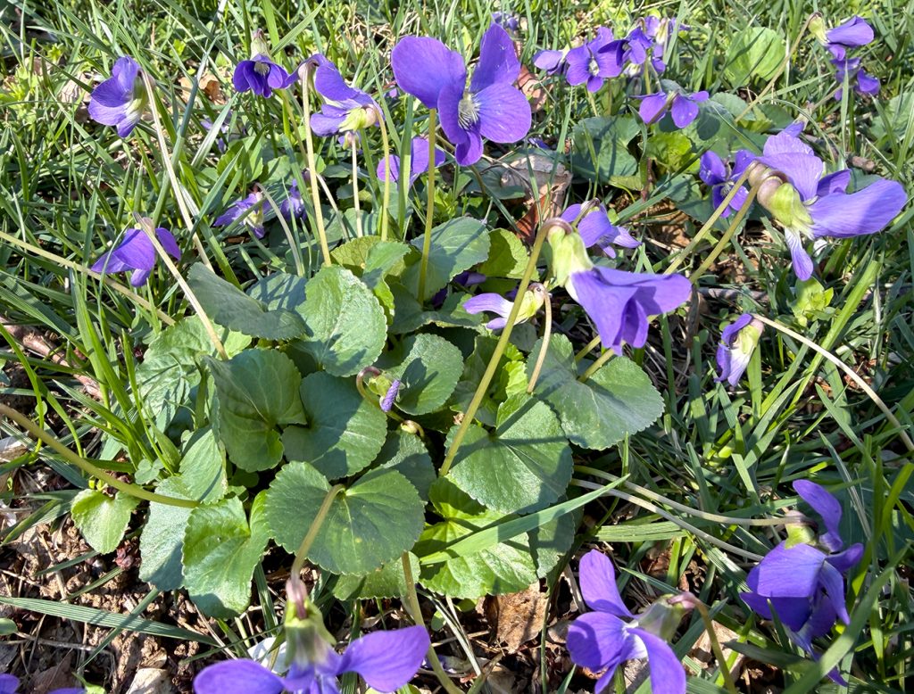 Wild violets in the lawn