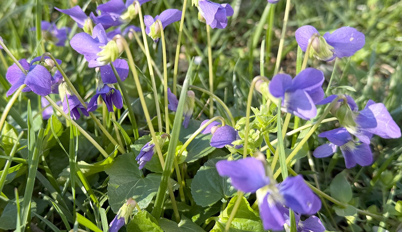 Wild Violets (Viola sororia): Identification, Uses, and Garden Value