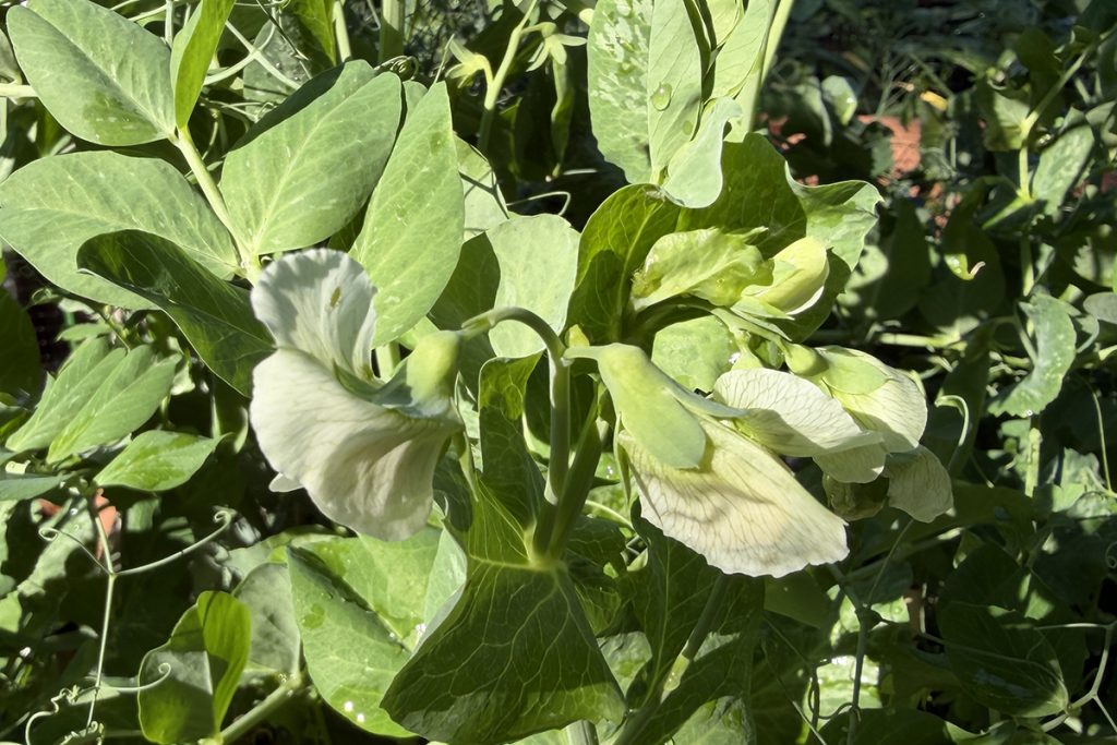 Pea plant flowers