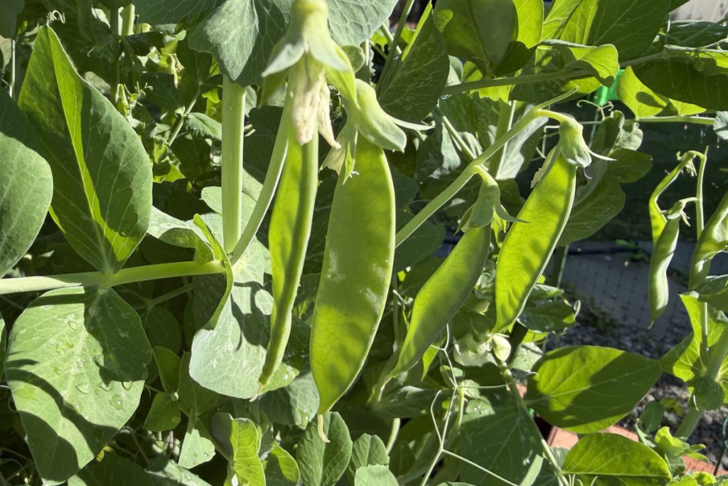 Baby Pea pods growing