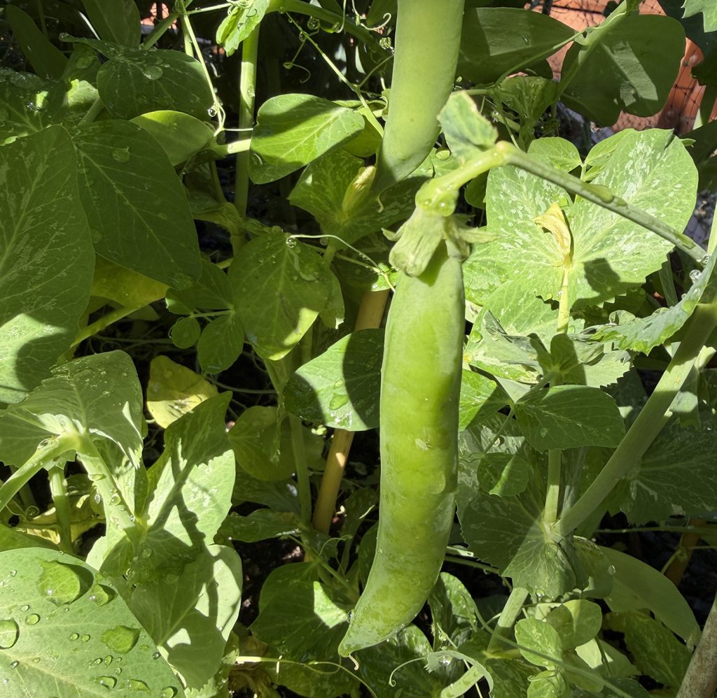ripe shelling pea pods