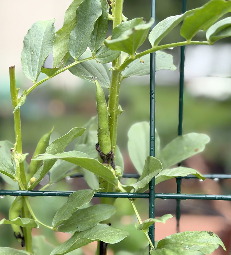 Fava beans growing