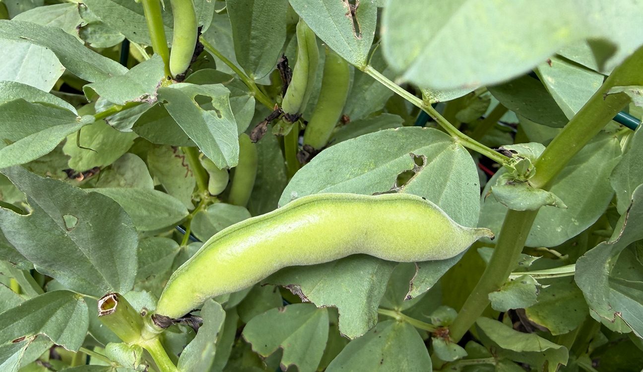 Fresh Fava Beans: A Spring Delicacy Worth Growing