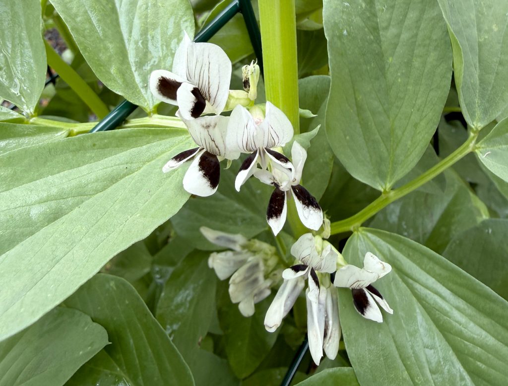 Fava bean flowers