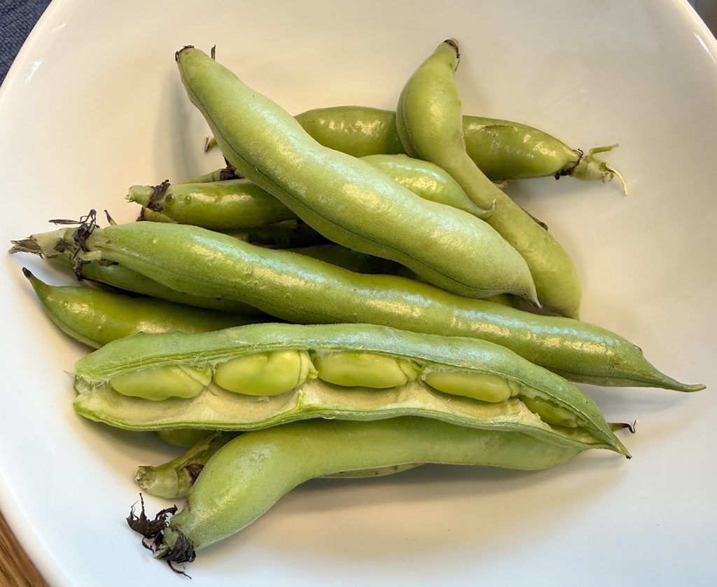 Harvested fava beans