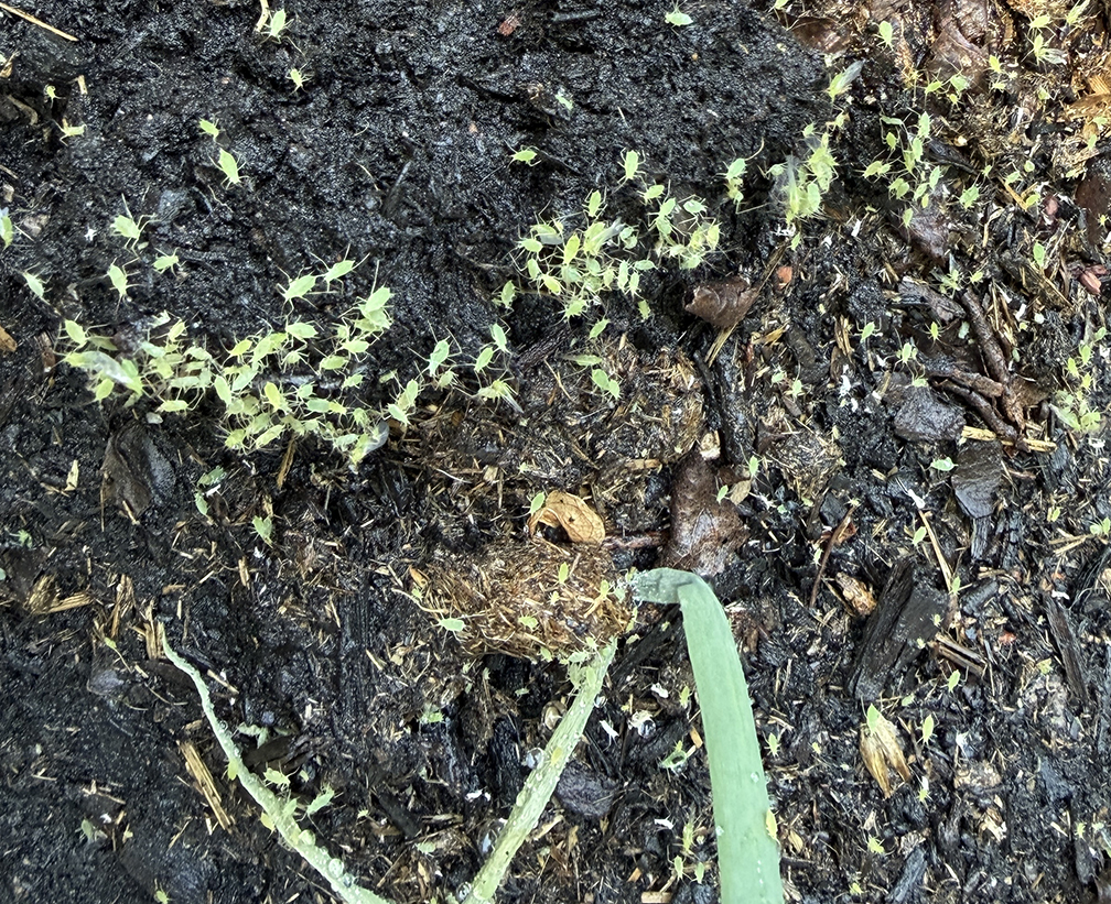 aphid infestation
