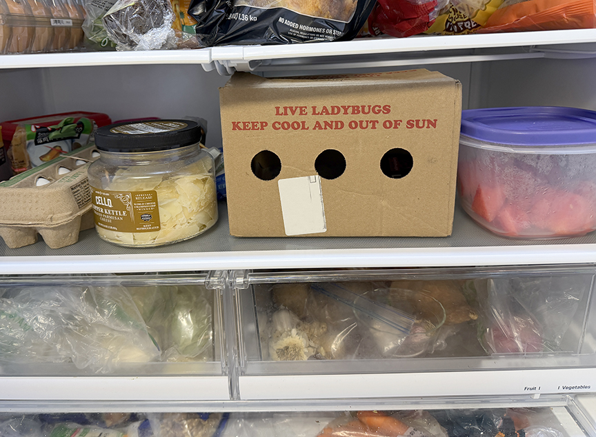 live lady bugs in the refrigerator