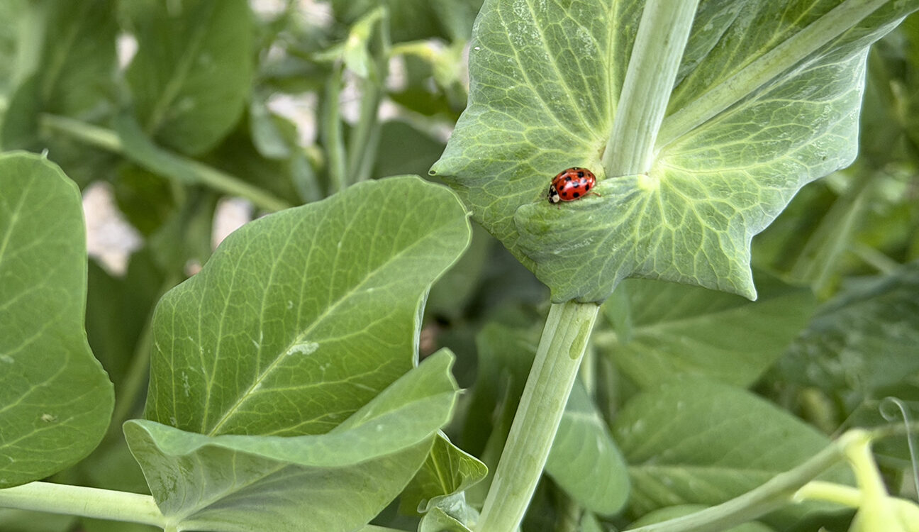 How to Control Aphids naturally in your Home Garden