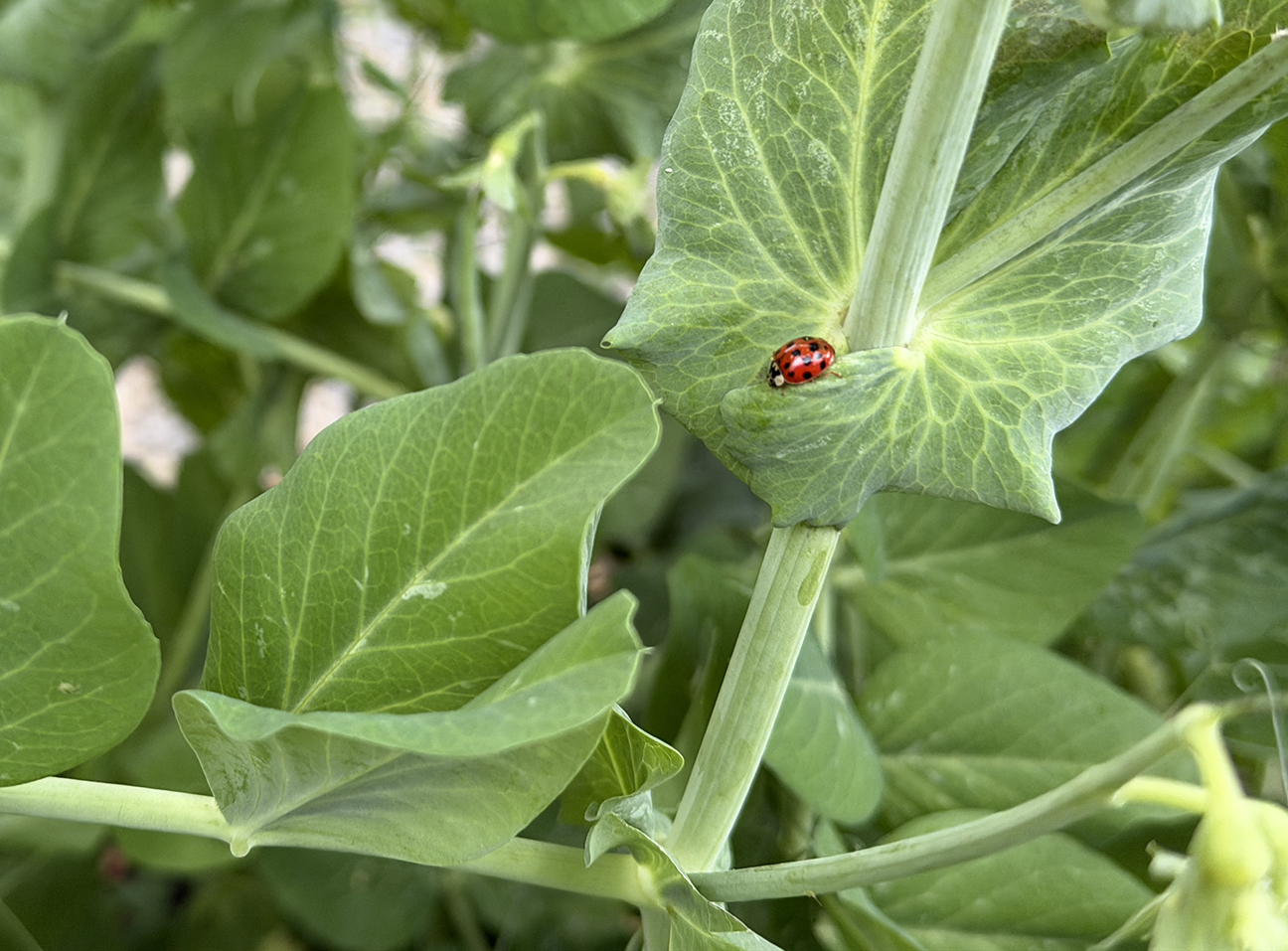 How to Control Aphids naturally in your Home Garden