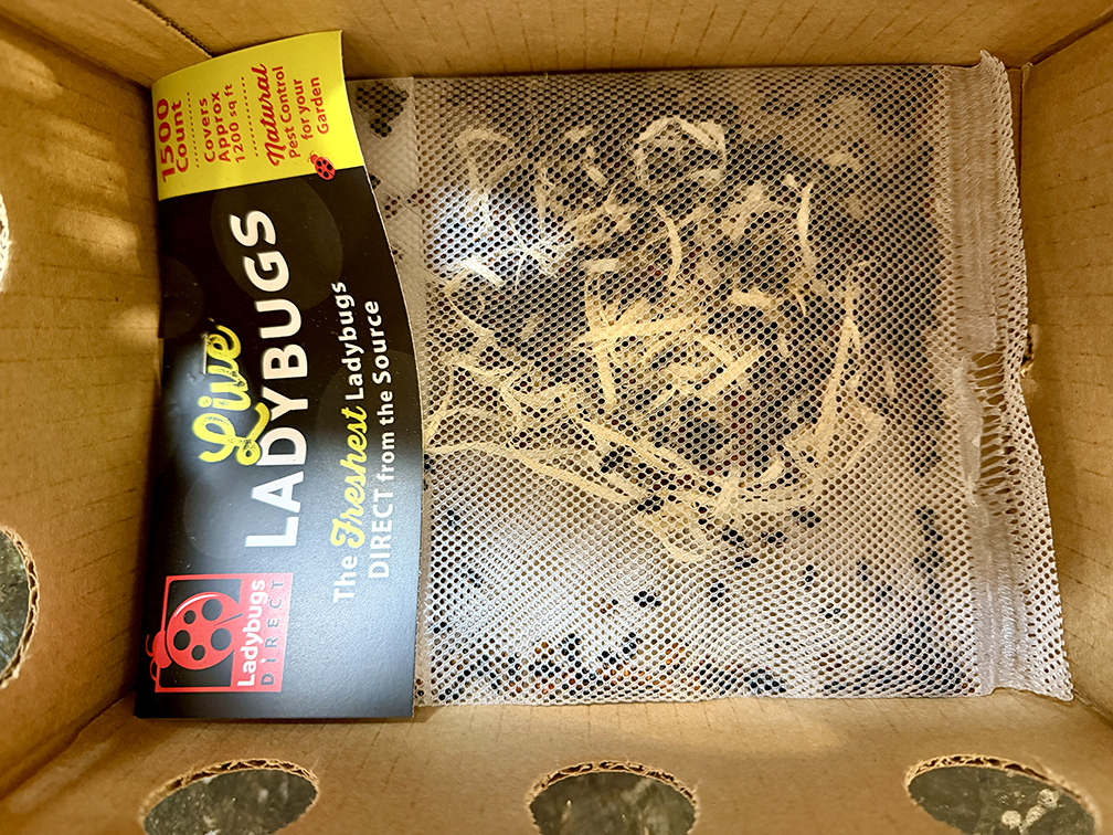 live lady bugs