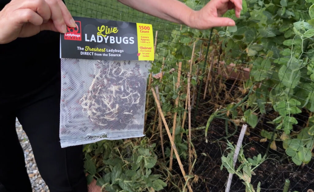 Releasing lady bugs