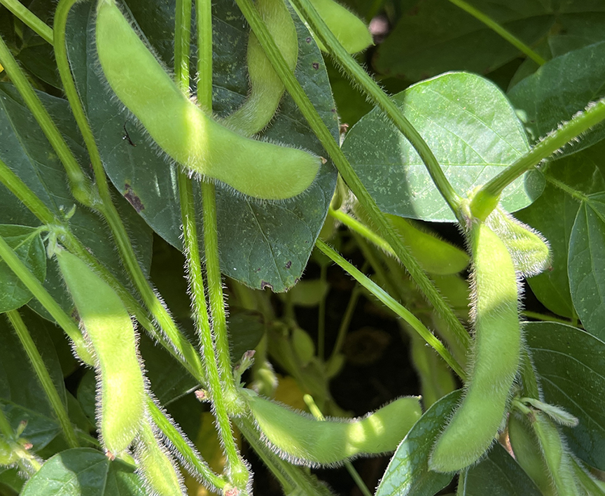 Edamame growing