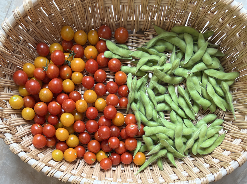 Tomato and edamame harvest