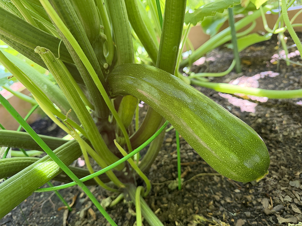 Zuchinni growing